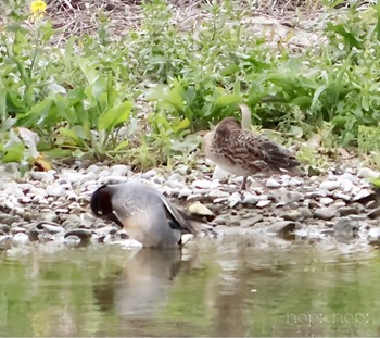 Eurasian Teal 多摩川河川敷 Wed, 4/17/2024