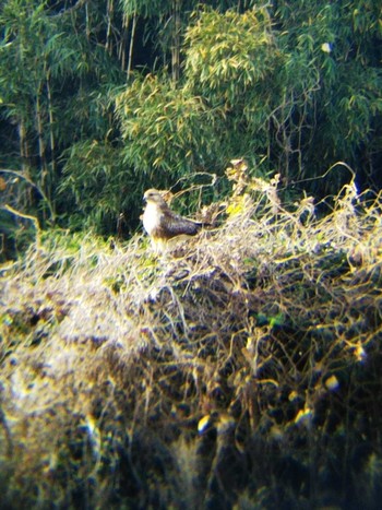 Eastern Buzzard Kasai Rinkai Park Wed, 12/26/2018