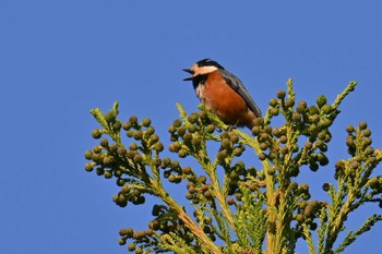 Varied Tit 日向薬師(神奈川県伊勢原市) Mon, 4/15/2024