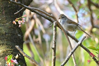 Japanese Bush Warbler 日向薬師(神奈川県伊勢原市) Mon, 4/15/2024