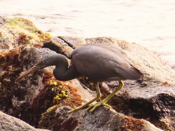 Pacific Reef Heron 真鶴岬 Tue, 4/2/2024