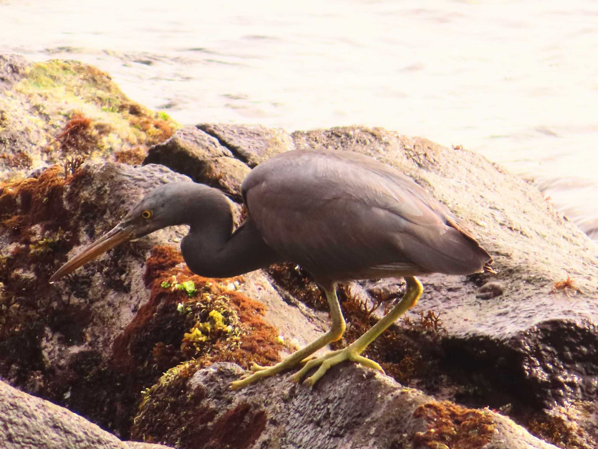 Pacific Reef Heron