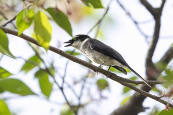 リュウキュウサンショウクイ 場所が不明 2024年4月17日(水)