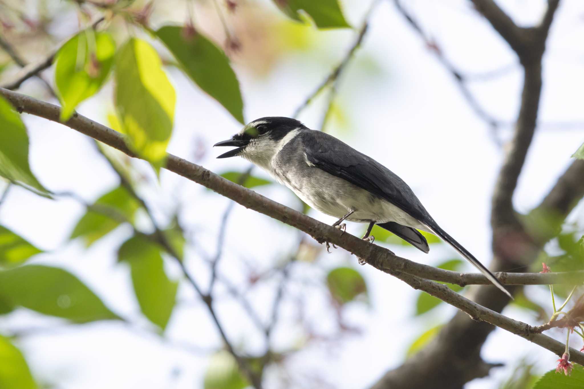 Photo of Ryukyu Minivet at  by My