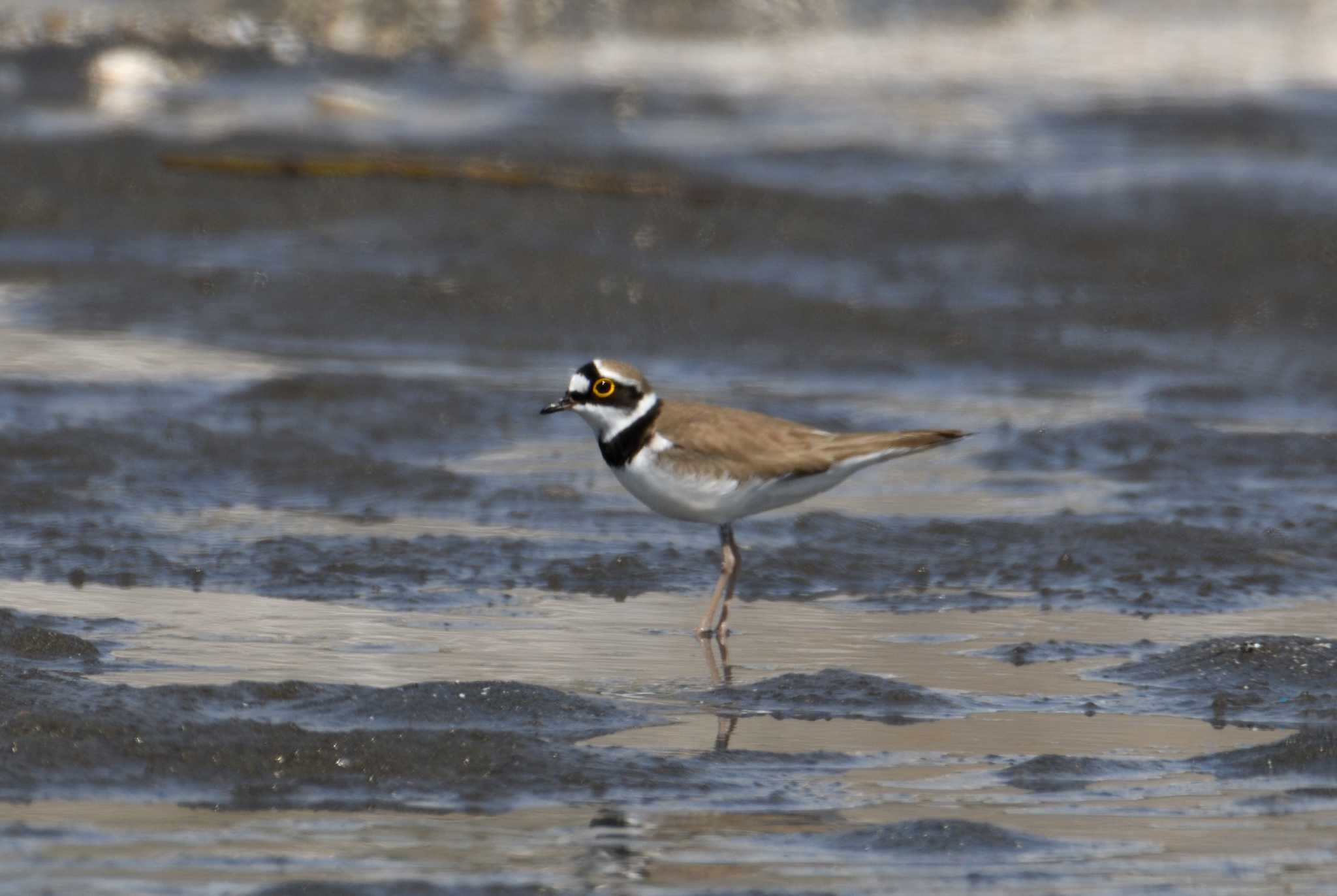 Little Ringed Plover