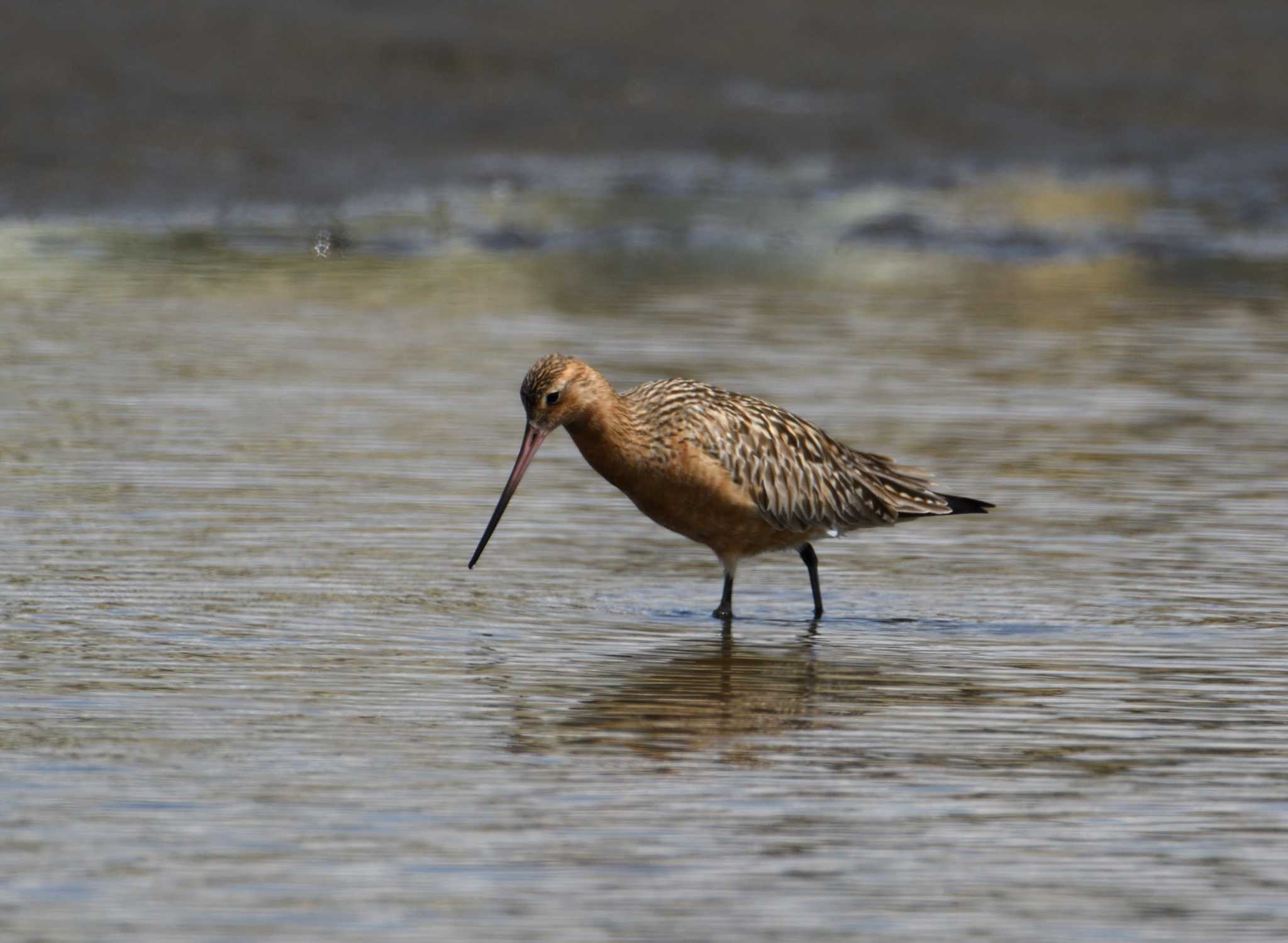 Bar-tailed Godwit