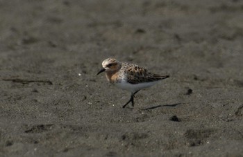 Red-necked Stint Sambanze Tideland Wed, 4/17/2024