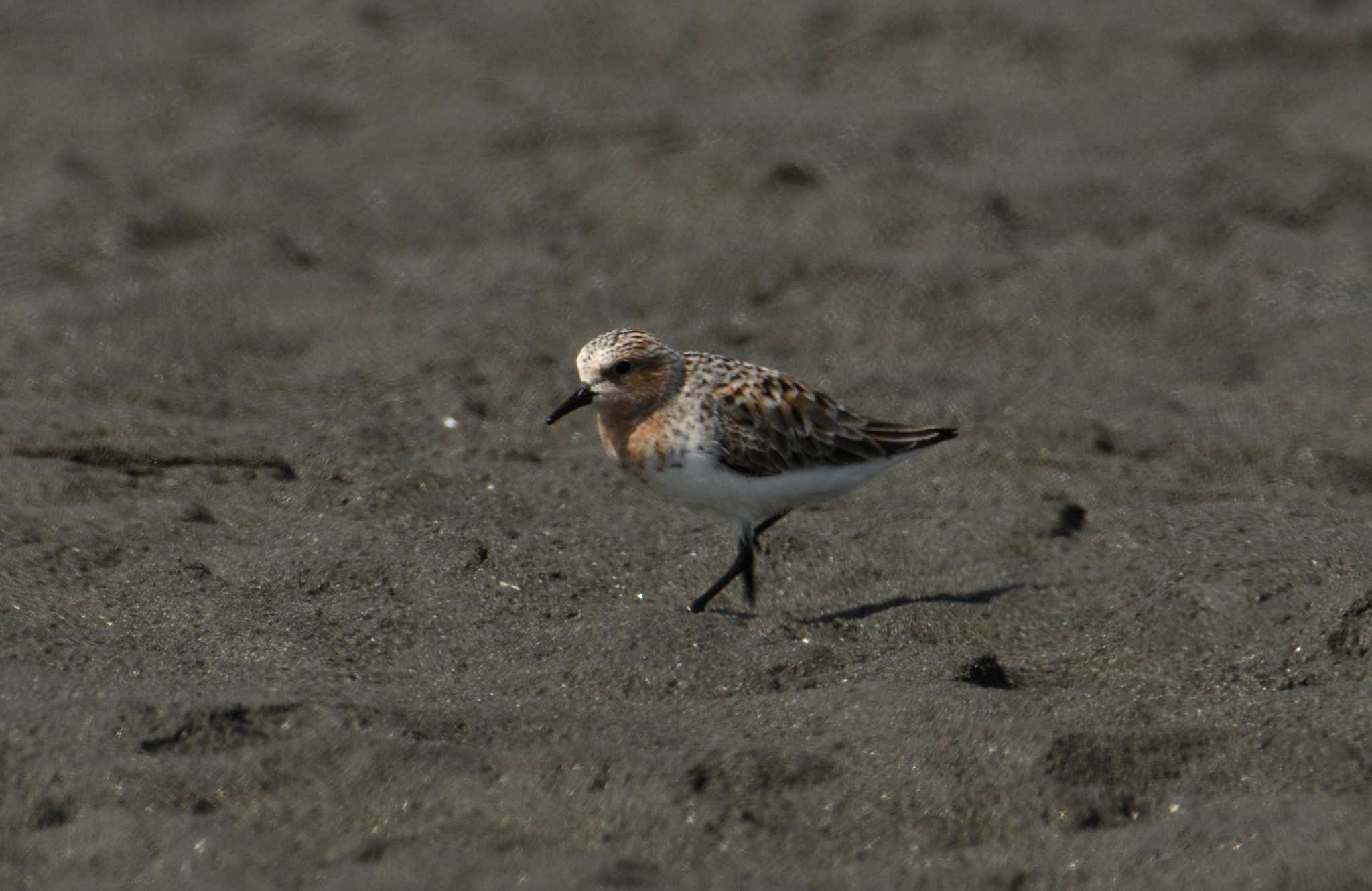 Red-necked Stint