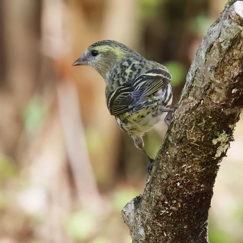 Eurasian Siskin 丸火自然公園 Wed, 4/17/2024