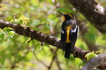 Narcissus Flycatcher 丸火自然公園 Wed, 4/17/2024