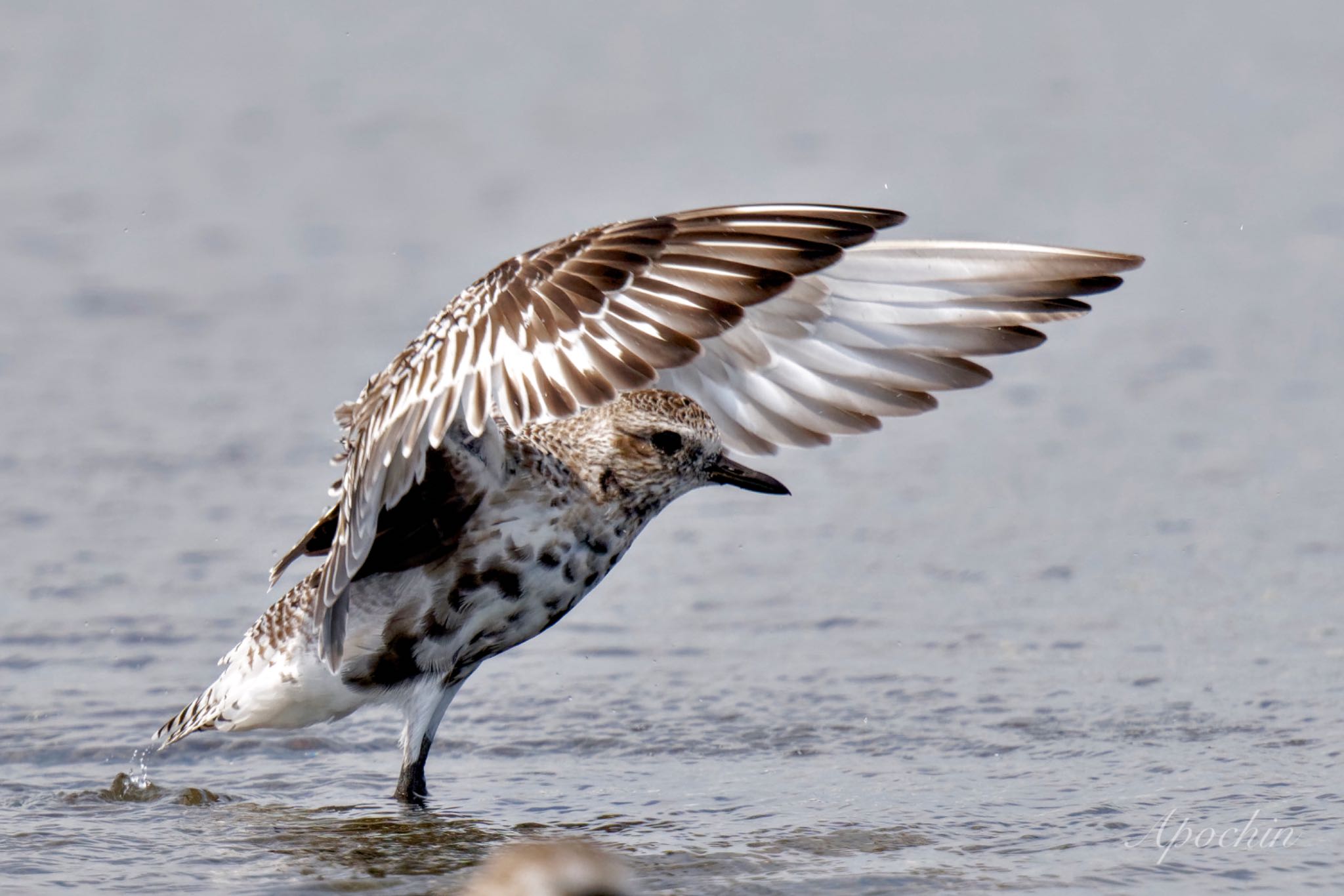 Photo of Grey Plover at Sambanze Tideland by アポちん