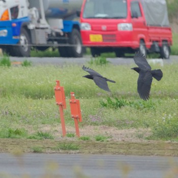 ハシボソガラス 埼玉県 2024年4月6日(土)