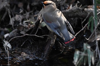 Japanese Waxwing 磯川緑地公園(栃木県) Sat, 3/16/2024