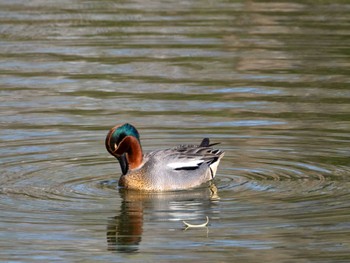 Eurasian Teal 辰巳公園(長野県) Sat, 4/13/2024