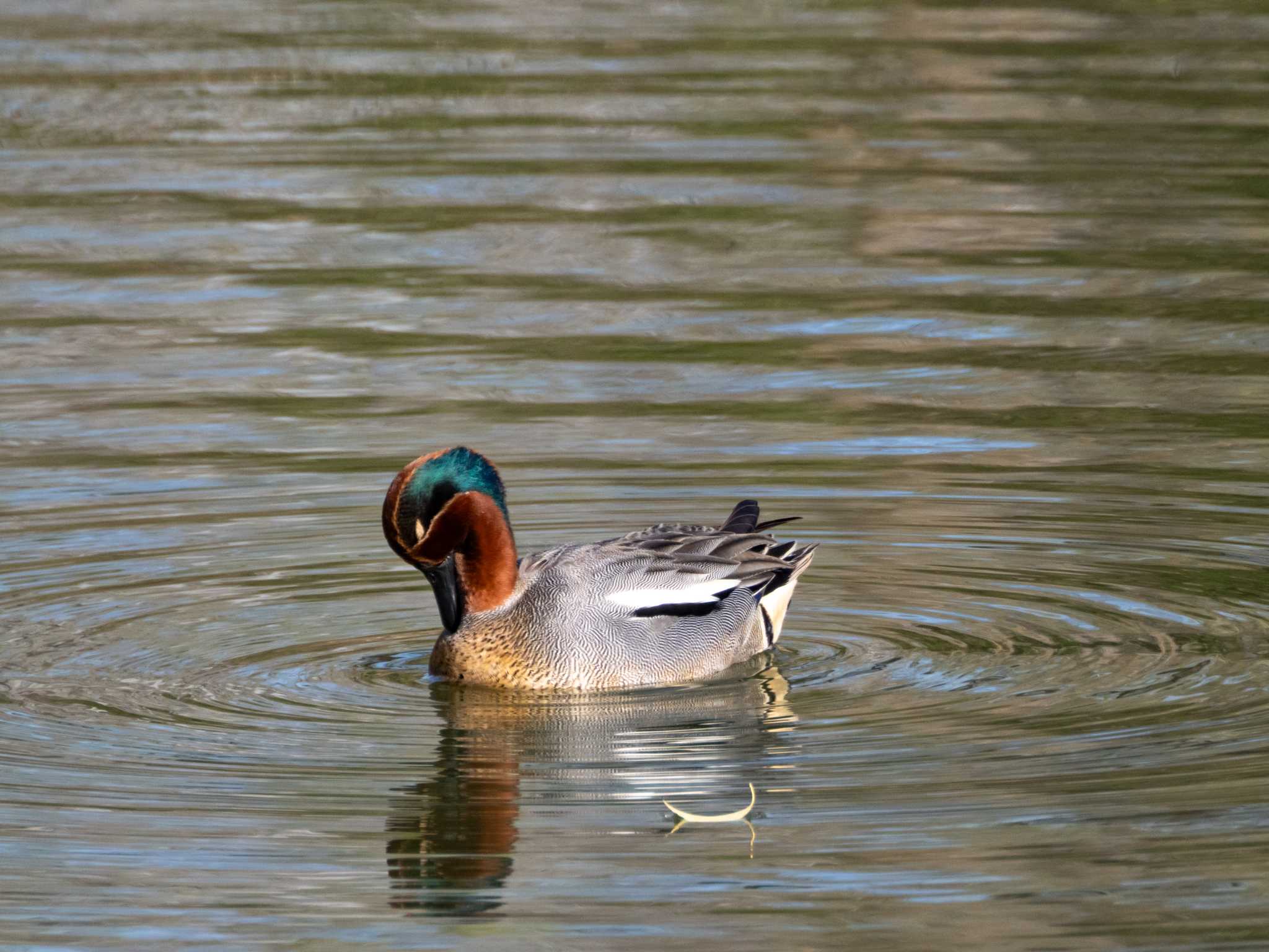 Photo of Eurasian Teal at 辰巳公園(長野県) by はたおりどり