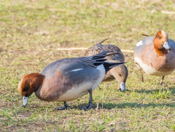 ヒドリガモ 辰巳公園(長野県) 2024年4月13日(土)