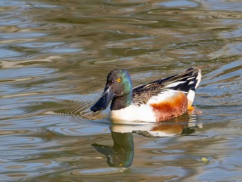 Northern Shoveler 辰巳公園(長野県) Sat, 4/13/2024