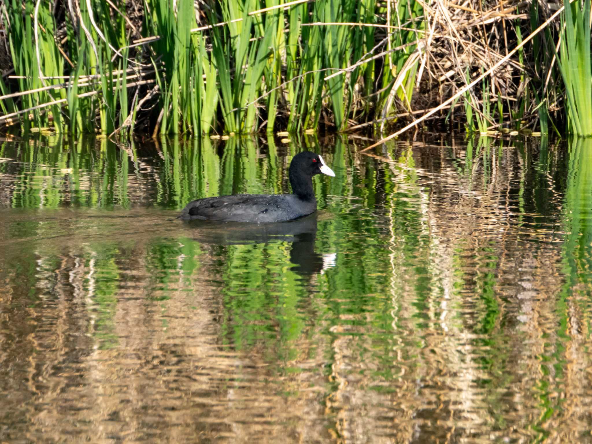 辰巳公園(長野県) オオバンの写真 by はたおりどり