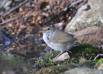 Japanese Bush Warbler 多摩地区 Sun, 4/14/2024