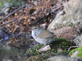 Japanese Bush Warbler 多摩地区 Sun, 4/14/2024