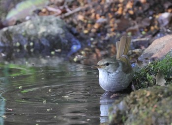 Japanese Bush Warbler 多摩地区 Sun, 4/14/2024