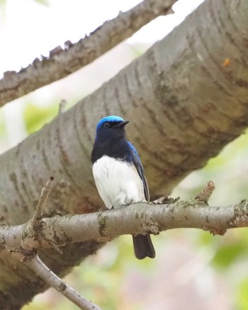 Blue-and-white Flycatcher 姫路市 Wed, 4/17/2024