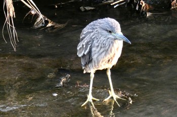 Black-crowned Night Heron 横浜市都筑区 Fri, 11/19/2021