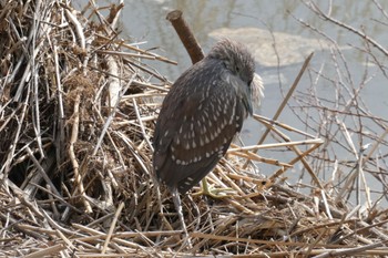 Black-crowned Night Heron 横浜市都筑区 Fri, 1/28/2022