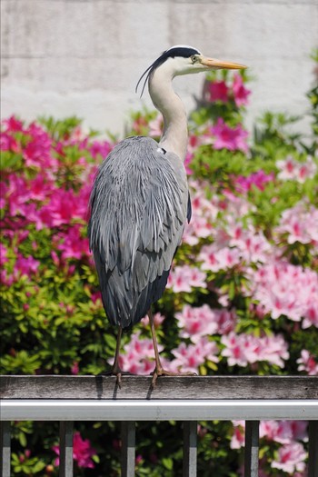 Grey Heron 仙台堀川公園(江東区) Sun, 4/14/2024