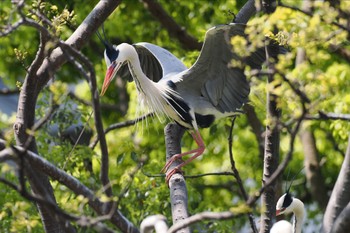 アオサギ 横十間川親水公園(東京都江東区) 2024年4月14日(日)