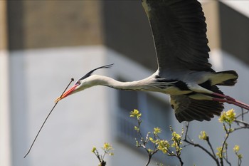 アオサギ 横十間川親水公園(東京都江東区) 2024年4月14日(日)