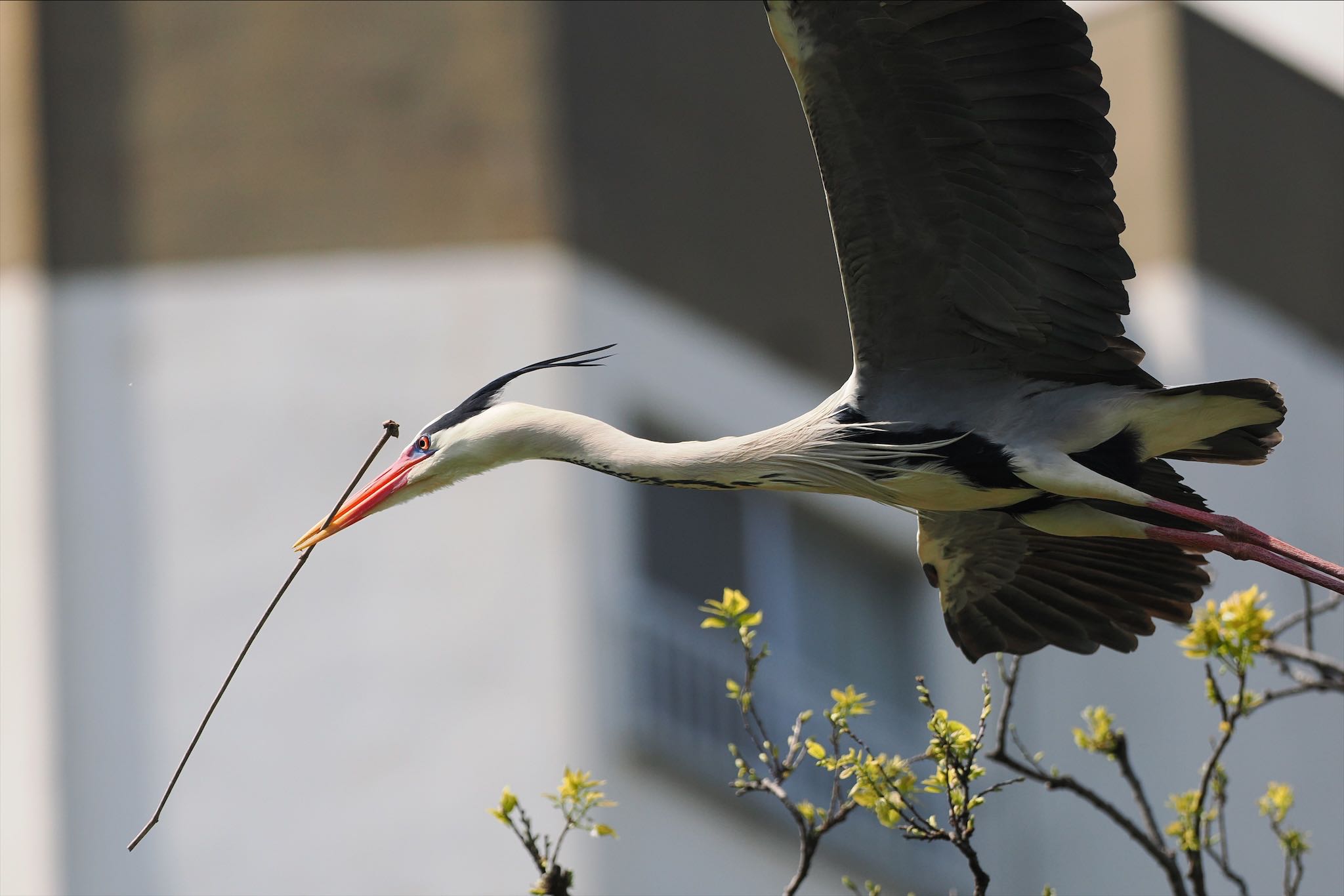 Photo of Grey Heron at 横十間川親水公園(東京都江東区) by とりとり