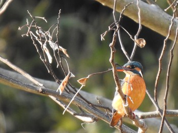 カワセミ 舞岡公園 2018年12月26日(水)