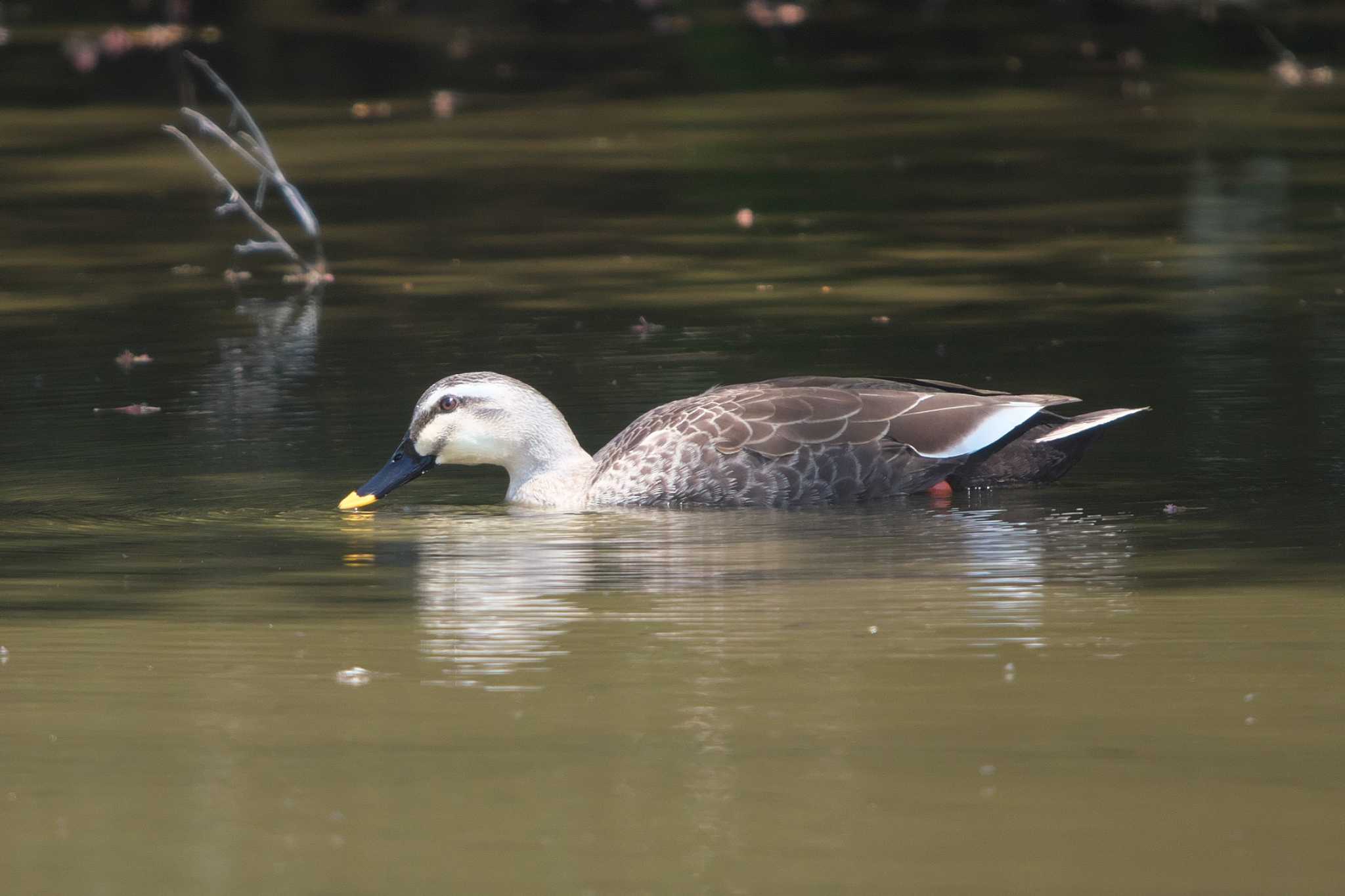 池子の森自然公園 カルガモの写真 by Y. Watanabe