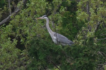 Grey Heron 池子の森自然公園 Wed, 4/17/2024