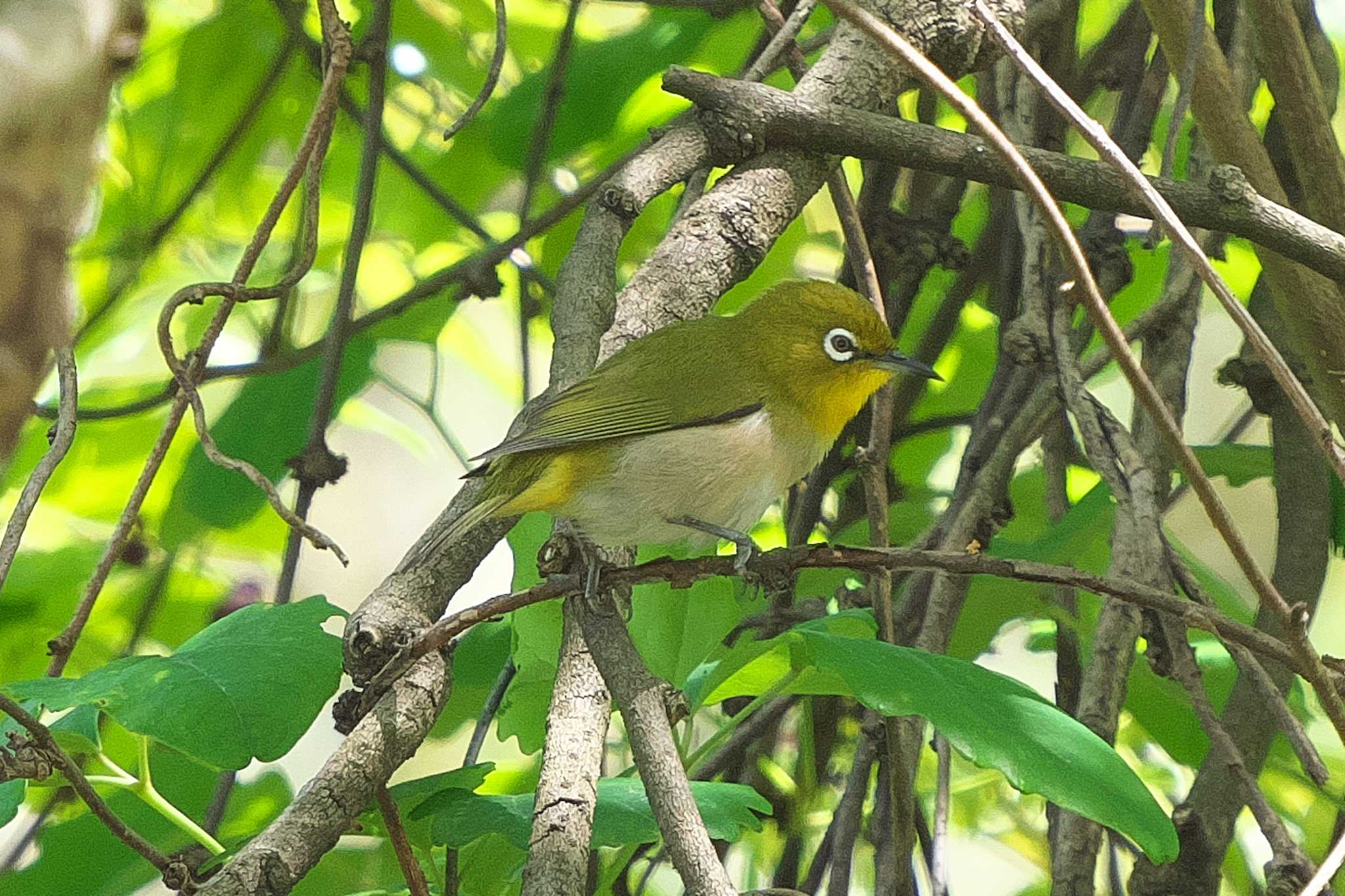 Photo of Warbling White-eye at 池子の森自然公園 by Y. Watanabe