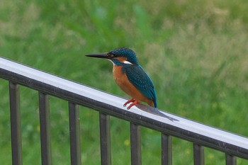 Common Kingfisher 池子の森自然公園 Wed, 4/17/2024