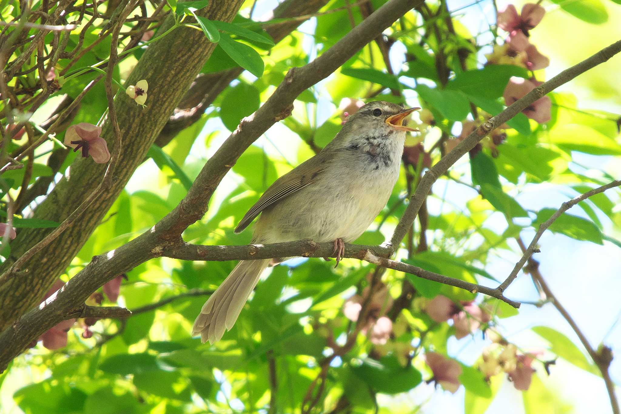 Photo of Japanese Bush Warbler at 池子の森自然公園 by Y. Watanabe