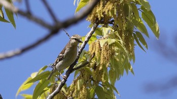 ニュウナイスズメ 大阪鶴見緑地 2024年4月14日(日)