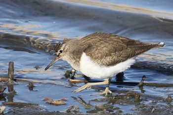 イソシギ 東京港野鳥公園 2024年1月8日(月)