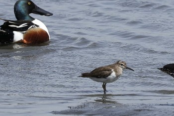 イソシギ 東京港野鳥公園 2024年3月31日(日)