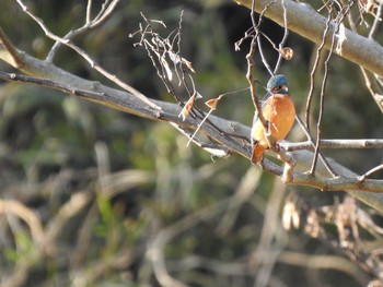 カワセミ 舞岡公園 2018年12月26日(水)