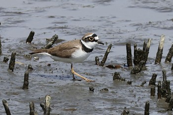 コチドリ 東京港野鳥公園 2024年3月31日(日)