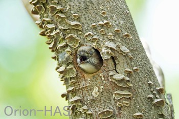 Japanese Pygmy Woodpecker 東京都多摩地域 Wed, 4/17/2024