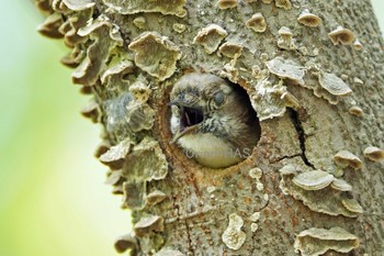 Japanese Pygmy Woodpecker 東京都多摩地域 Wed, 4/17/2024