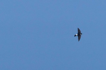 Asian House Martin 酒匂川河口 Wed, 4/10/2024