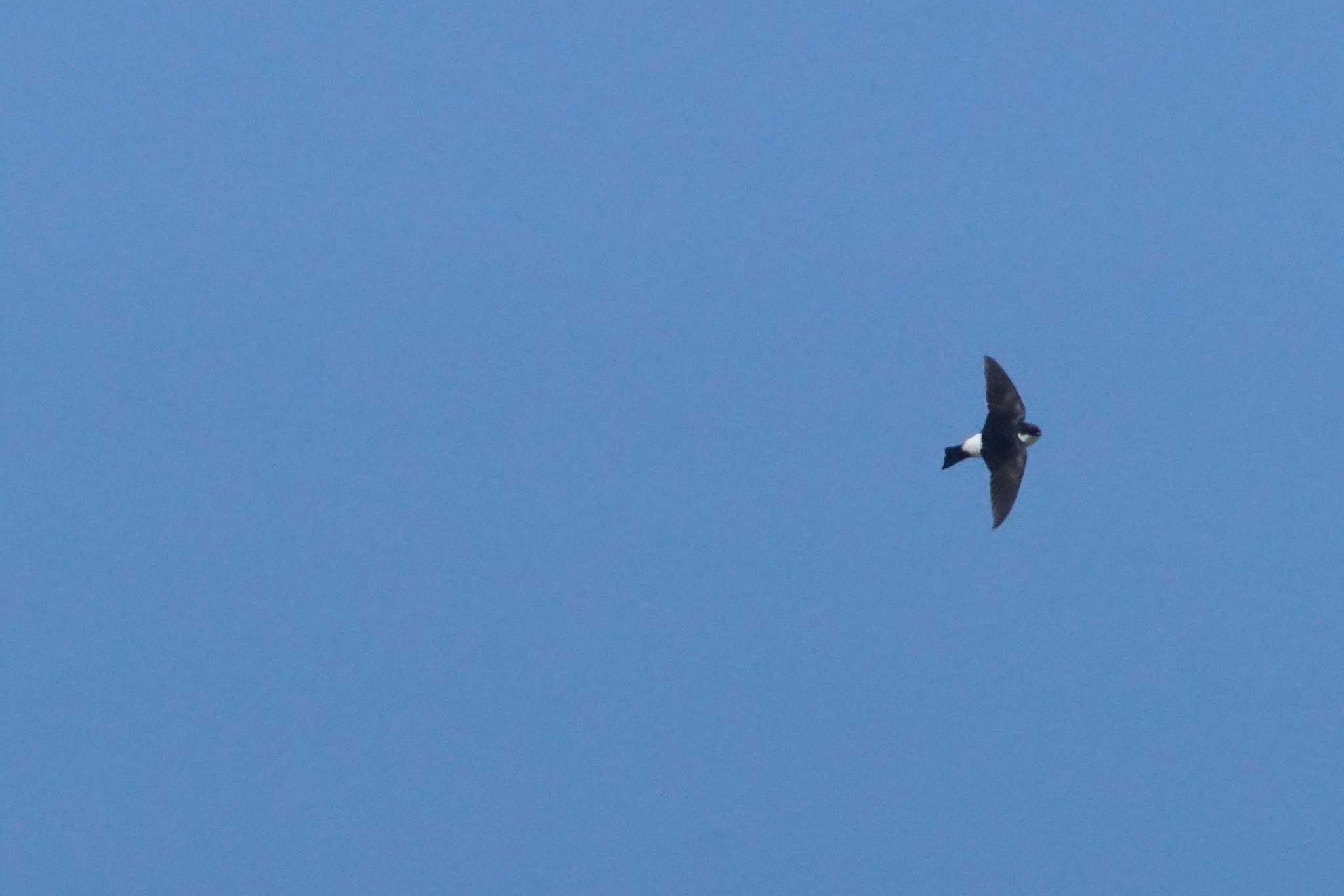 Photo of Asian House Martin at 酒匂川河口 by bea