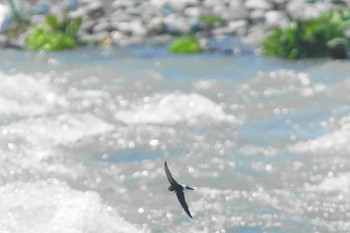 Asian House Martin 酒匂川河口 Wed, 4/10/2024