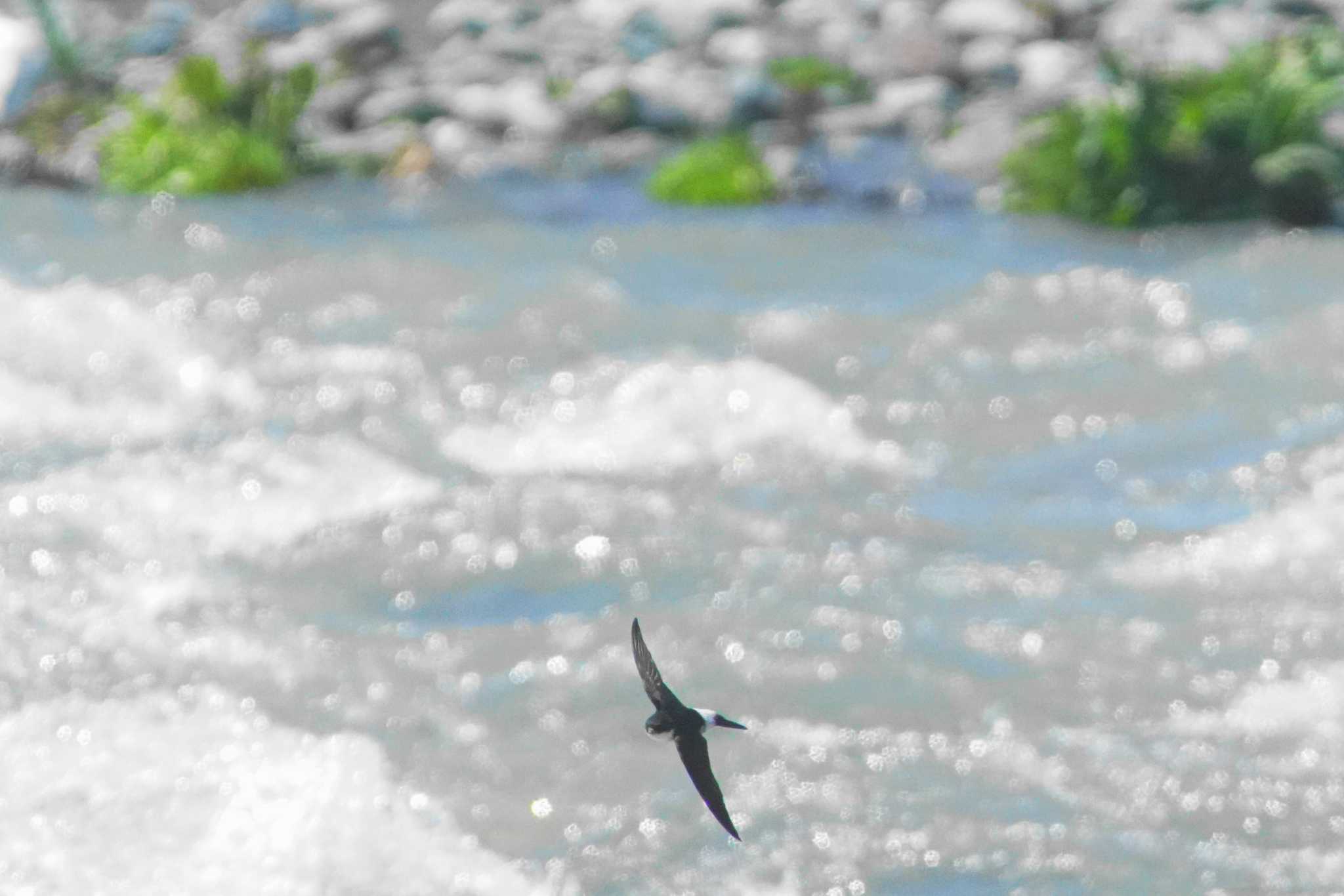 Photo of Asian House Martin at 酒匂川河口 by bea