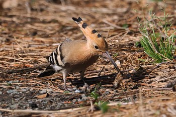 Eurasian Hoopoe 真鶴岬 Sun, 3/31/2024